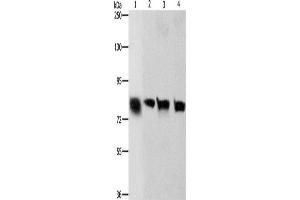 Western Blotting (WB) image for anti-K-Cadherin (CDH6) antibody (ABIN2422725) (CDH6 抗体)