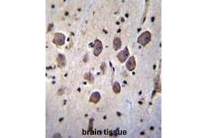 ANKRD34C Antibody (C-term) immunohistochemistry analysis in formalin fixed and paraffin embedded human brain tissue followed by peroxidase conjugation of the secondary antibody and DAB staining. (ANKRD34C 抗体  (C-Term))
