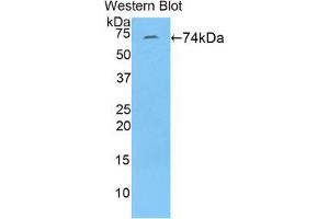 Western blot analysis of the recombinant protein. (FBLN4 抗体  (AA 26-443))