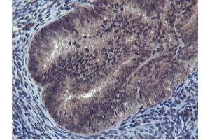 Image no. 3 for anti-Cystatin SA (CST2) antibody (ABIN1497759) (CST2 抗体)