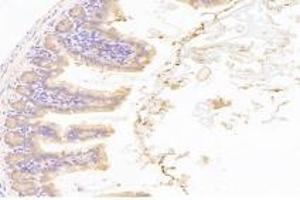 Immunohistochemistry analysis of paraffin-embedded mouse duodenum using,NT5C1B (ABIN7072861) at dilution of 1: 1200 (NT5C1B 抗体)