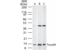 Western Blotting (WB) image for anti-Tumor Necrosis Factor Receptor Superfamily, Member 12A (TNFRSF12A) (AA 104-118) antibody (ABIN490868)