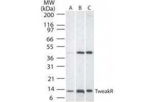 Western Blotting (WB) image for anti-Tumor Necrosis Factor Receptor Superfamily, Member 12A (TNFRSF12A) (AA 104-118) antibody (ABIN490868) (TNFRSF12A 抗体  (AA 104-118))