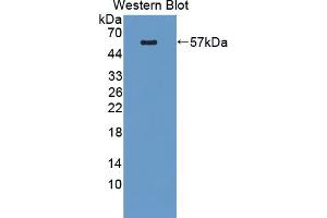 Western blot analysis of the recombinant protein. (PLEKHA1 抗体  (AA 105-351))
