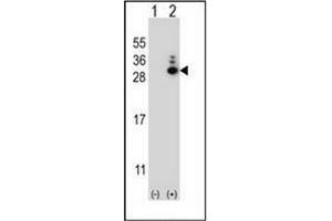 Western Blotting (WB) image for anti-MOB1, Mps One Binder Kinase Activator-Like 1B (MOBKL1B) (AA 4-33), (N-Term) antibody (ABIN953473)
