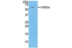 Western blot analysis of recombinant Human CFD. (Adipsin 抗体  (AA 1-253))