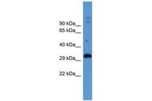 Image no. 1 for anti-Adenosine A2b Receptor (ADORA2B) (AA 233-282) antibody (ABIN6746722) (Adenosine A2b Receptor 抗体  (AA 233-282))
