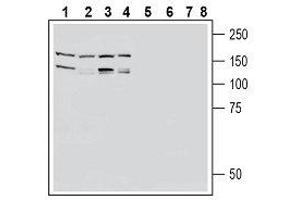 Western blot analysis of human U87-MG glioblastoma cell line lysate (lanes 1 and 5), human THP-1 monocytic leukemia cell line lysate (lanes 2 and 6), human LNCaP prostate adenocarcinoma cell line lysate (lanes 3 and 7) and human MCF-7 breast adenocarcinoma cell line lysate (lanes 4 and 8): - 1-4.