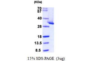 SDS-PAGE (SDS) image for Chloride Intracellular Channel 4 (CLIC4) (AA 1-253) protein (His tag) (ABIN667889) (CLIC4 Protein (AA 1-253) (His tag))