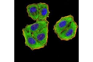 Immunocytochemistry (ICC) image for anti-Eukaryotic Translation Initiation Factor 5 (EIF5) (AA 1-300) antibody (ABIN5865324) (EIF5 抗体  (AA 1-300))