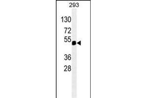 X6 ABIN659068 western blot analysis in 293 cell line lysates (35 μg/lane). (PAX6 抗体)
