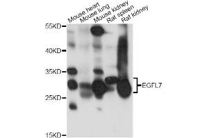 Western blot analysis of extracts of various cell lines, using EGFL7 antibody. (EGFL7 抗体)