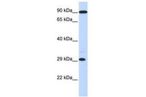 Image no. 1 for anti-Homeobox B8 (HOXB8) (C-Term) antibody (ABIN6740459) (HOXB8 抗体  (C-Term))