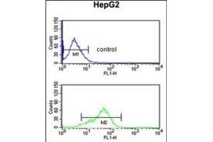 BANK1 Antibody (Center) (ABIN652611 and ABIN2842409) flow cytometric analysis of HepG2 cells (bottom histogram) compared to a negative control cell (top histogram). (BANK1 抗体  (AA 119-146))