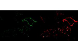 Immunofluorescence (IF) image for anti-Platelet/endothelial Cell Adhesion Molecule (PECAM1) (Extracellular Domain) antibody (Atto 488) (ABIN7540330)