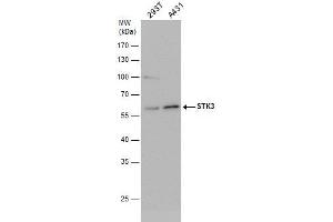 WB Image STK3 antibody detects STK3 protein by western blot analysis. (STK3 抗体)
