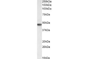 Western Blotting (WB) image for anti-Glial Fibrillary Acidic Protein (GFAP) (C-Term) antibody (ABIN185730)