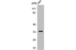 Western Blot analysis of HepG2 cells using Olfactory receptor 52E1 Polyclonal Antibody (OR52E1 抗体  (Internal Region))