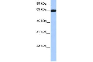 WB Suggested Anti-RXRB Antibody Titration:  0. (Retinoid X Receptor beta 抗体  (C-Term))