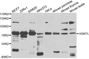 Western blot analysis of extracts of various cell lines, using ASMTL antibody (ABIN5975463) at 1/1000 dilution. (ASMTL 抗体)