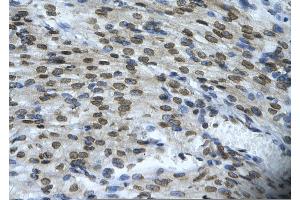 Immunohistochemistry (IHC) image for anti-BCL2-Associated X Protein (BAX) (N-Term) antibody (ABIN2792125)
