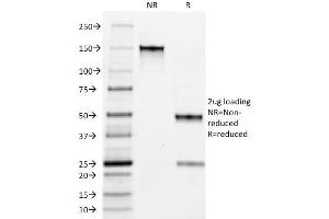 SDS-PAGE Analysis Purified Myeloid Specific Monoclonal Antibody (BM-1). (Myeloid Cell Marker (Macrophage / Granulocyte Marker) 抗体)
