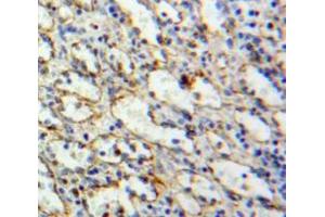 IHC-P analysis of Spleen tissue, with DAB staining. (TLR10 抗体  (AA 617-784))