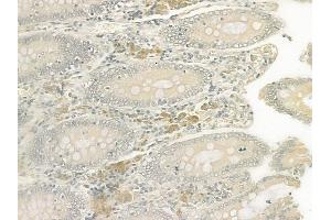 ABIN6259487 and ABIN6275046 at 1/100 staining human normal colon tissue by IHC-P. (ATG4D 抗体  (C-Term))