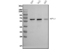 Western blot analysis of METTL14 using anti-METTL14 antibody (ABIN7599817).