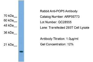 Western Blotting (WB) image for anti-Processing of Precursor 5, Ribonuclease P/MRP Subunit (POP5) (Middle Region) antibody (ABIN2786894)