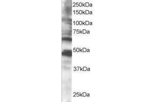 Image no. 2 for anti-Cytoplasmic Polyadenylation Element Binding Protein 1 (CPEB1) (AA 555-566) antibody (ABIN298415) (CPEB1 抗体  (AA 555-566))