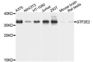 Western blot analysis of extracts of various cell lines, using GTF2E2 antibody (ABIN5995845) at 1/1000 dilution. (GTF2E2 抗体)