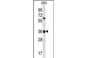 Western blot analysis in 293 cell line lysates (35ug/lane). (OR52E2 抗体  (C-Term))
