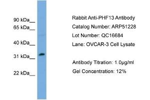 WB Suggested Anti-PHF13  Antibody Titration: 0. (PHF13 抗体  (Middle Region))
