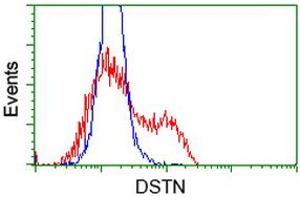 HEK293T cells transfected with either RC203419 overexpress plasmid (Red) or empty vector control plasmid (Blue) were immunostained by anti-DSTN antibody (ABIN2454393), and then analyzed by flow cytometry. (Destrin 抗体)