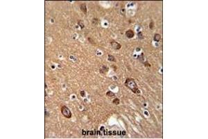 Immunohistochemistry (Paraffin-embedded Sections) (IHC (p)) image for anti-Synaptotagmin XIII (SYT13) (AA 25-52), (N-Term) antibody (ABIN651673)