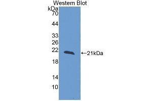 Western Blotting (WB) image for anti-Reelin (RELN) (AA 26-190) antibody (ABIN1980500) (Reelin 抗体  (AA 26-190))