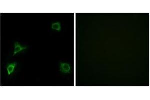 Immunofluorescence (IF) image for anti-Glutamate Receptor, Ionotropic, delta 2 (GRID2) (AA 831-880) antibody (ABIN2889966) (GRID2 抗体  (AA 831-880))