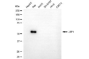 Western blotting analysis using LSP1 antibody (ABIN7799295).