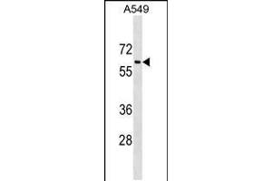 Western blot analysis in A549 cell line lysates (35ug/lane). (TRAM1L1 抗体  (C-Term))