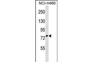 ZN Antibody (Center) (ABIN1538293 and ABIN2850013) western blot analysis in NCI- cell line lysates (35 μg/lane). (ZNF607 抗体  (AA 312-338))