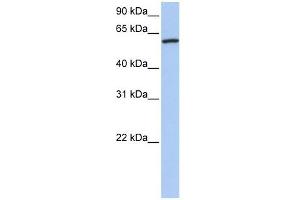 Cortactin antibody used at 1 ug/ml to detect target protein. (Cortactin 抗体  (N-Term))