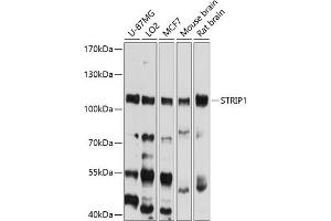 Western blot analysis of extracts of various cell lines, using STRIP1 antibody (ABIN6133290, ABIN6148641, ABIN6148642 and ABIN6214552) at 1:1000 dilution. (STRIP1 抗体  (AA 743-837))