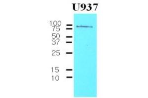 Western Blotting (WB) image for anti-CD44 (CD44) (AA 21-145) antibody (ABIN263995) (CD44 抗体  (AA 21-145))