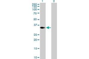 Western Blot analysis of TRIM4 expression in transfected 293T cell line by TRIM4 MaxPab polyclonal antibody. (TRIM4 抗体  (AA 1-294))