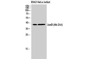Western Blotting (WB) image for anti-Jun D Proto-Oncogene (JUND) (Ser67) antibody (ABIN3175746) (JunD 抗体  (Ser67))