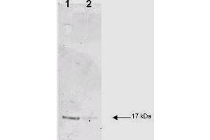 IL-1B was used at a 1:200 dilution incubated 1 h at room temperature to detect dog IL-1B by Western blot.