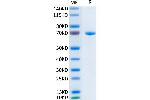 ERBB3 Protein (AA 20-643) (His-Avi Tag)