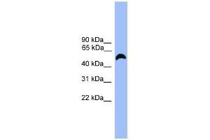 Western Blot showing MARCO antibody used at a concentration of 1-2 ug/ml to detect its target protein. (MARCO 抗体  (C-Term))