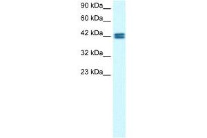 WB Suggested Anti-OR13C9 Antibody Titration: 0. (OR13C9 抗体  (Middle Region))